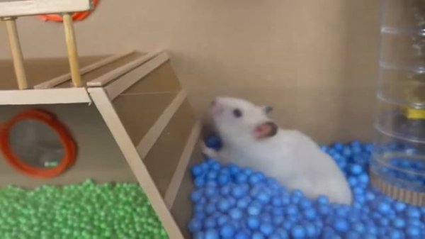 Hamster Escape The Cardboard Maze - Hamsterious