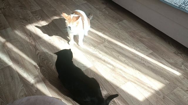 Кузя и девочка смотреть онлайн