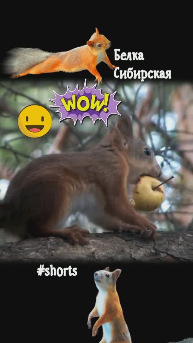 Бельчонок чуть не потерял яблочко