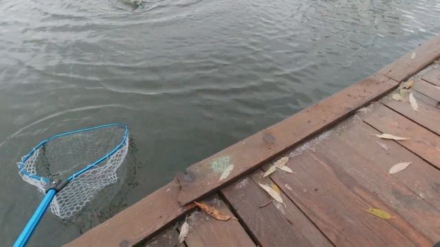 Ловля форели на платнике. Продолжаем эксперименты с мокрыми мушками. смотреть онлайн