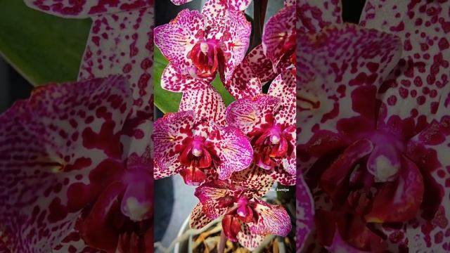 Phal. Aleksandra 8 🦋 (Голландия) |Яркая голландская орхидея бабочка Александра 8 |Домашнее цветение смотреть онлайн