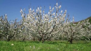 LES FLEURS DE L'ETHER - Stephen Sicard (Logos)