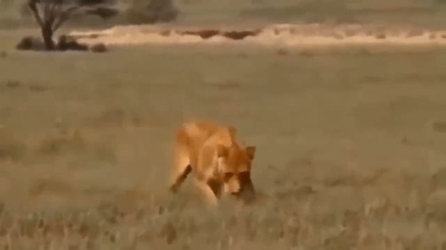 Pitiful Scene! Wild Animals Die Tragically When Stuck On Power Lines - Leopard, Monkey, Antelope... смотреть онлайн