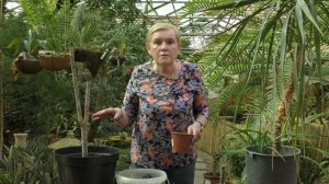 Как размножить Юкку и Драцену? Черенкование.