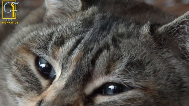 how cats see the world смотреть онлайн
