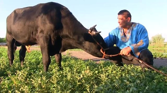 Подвиги Геракла. Человек носит быка весом 450 кг. A man wears a bull weighing 450 kg. Халаджи. Д смотреть онлайн