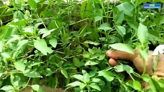Khasiat tak terduga 3 jenis daun ini Mampu merontokan bulu burung TOTAL смотреть онлайн