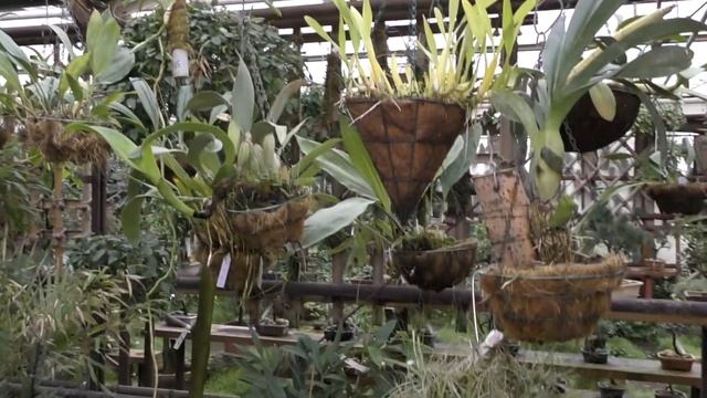 Орхидеи нашего центра.