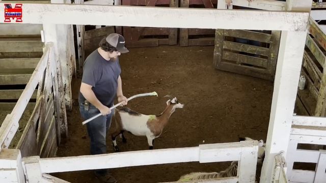 Аукцион животных в США. Продажа с молотка ! смотреть онлайн