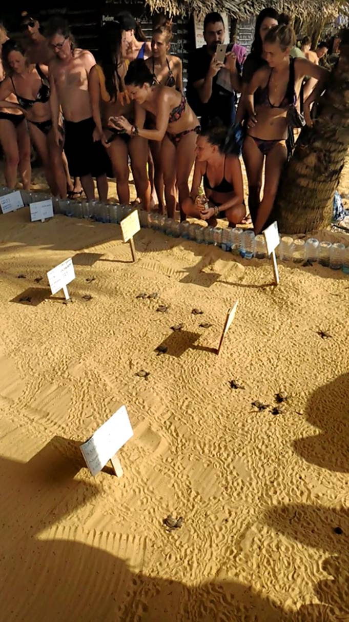 Вылупились черепашки пляж Хиккадува Шри-ланка смотреть онлайн