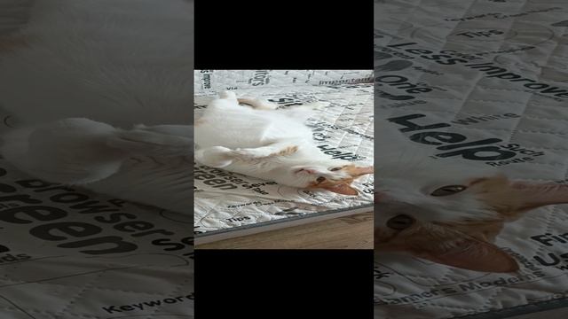 Кузя смотреть онлайн