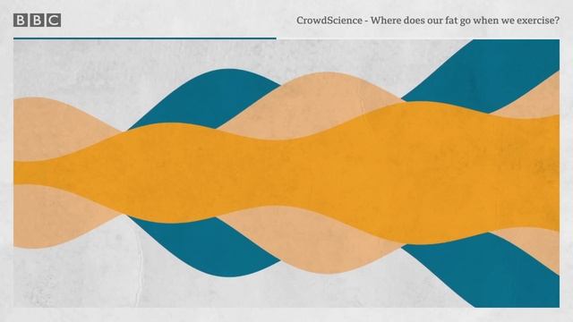 Where does our fat go when we exercise? - CrowdScience, BBC World Service смотреть онлайн