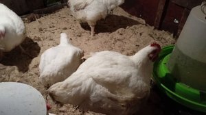 Забой бройлеров