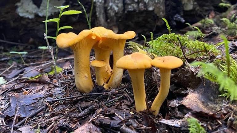 Первые грибы 2022. Тихая охота в еловом лесу. смотреть онлайн