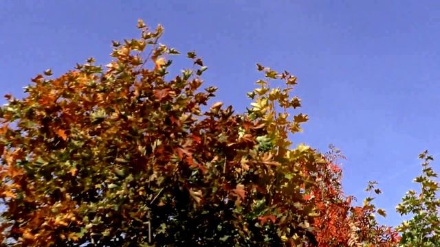 Николай Горобец Клён и Рябина смотреть онлайн