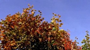 Николай Горобец Клён и Рябина