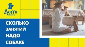 Сколько занятий по дрессировке надо собаке