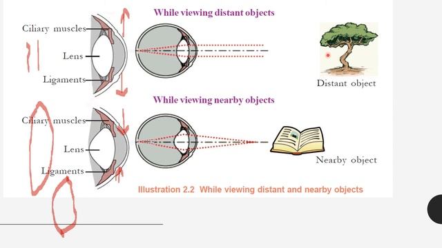 CLASS 10/BIOLOGY/CHAPTER 2/ WINDOWS OF KNOWLEDGW/CURVATURE OF LENS/POWER OF ACCOMODATION OF EYE смотреть онлайн