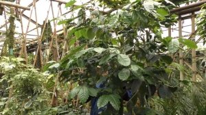 Обрезка кофейного дерева.