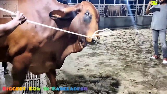 New American Brahman Bull Loading Sadeeq Agro 2022 | Sadeeq Agro Brahman 2022 | Big Cow 2022 смотреть онлайн