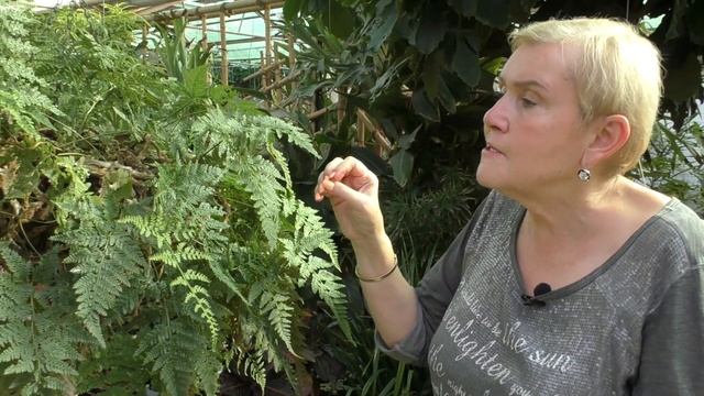 Даваллия (лат. Davallia).