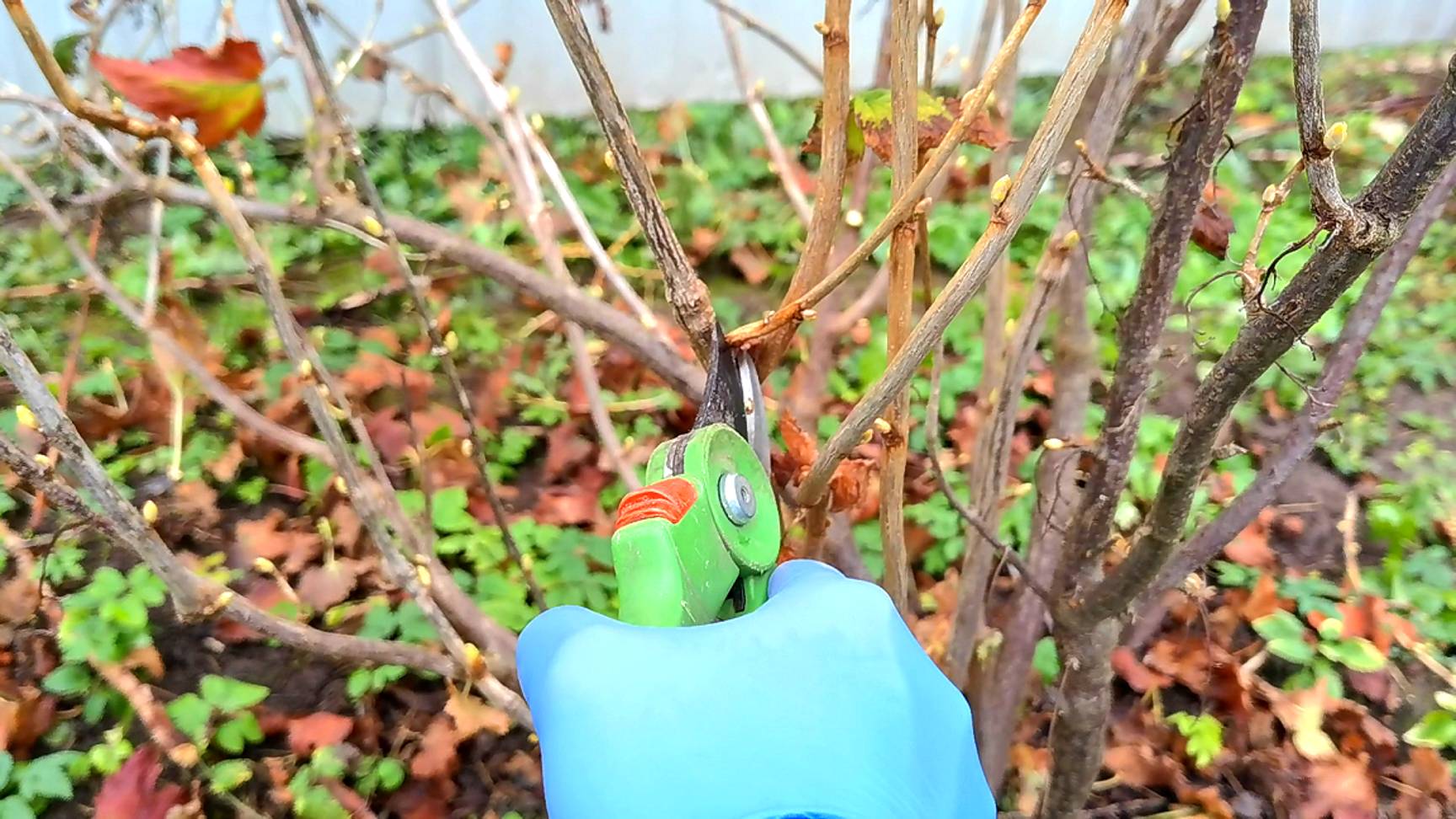 Смородина завалит урожаем если обрежете ее так. Правильная обрезка смородины осенью повысит урожай смотреть онлайн