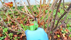 Смородина завалит урожаем если обрежете ее так. Правильная обрезка смородины осенью повысит урожай