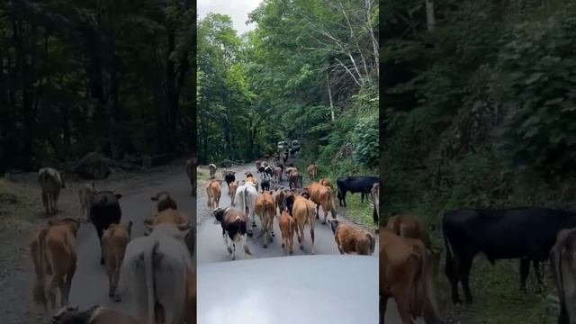 Абхазия озеро Рица|  Опасность на дорогах