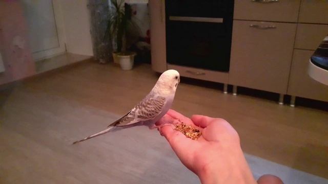 КАК ПРИРУЧИТЬ ПОПУГАЯ ВНЕ КЛЕТКИ? КАК ПРИРУЧИТЬ ВОЛНИСТОГО ПОПУГАЯ, ЕСЛИ ОН НЕ В КЛЕТКИ 5 ЭТАП!? смотреть онлайн