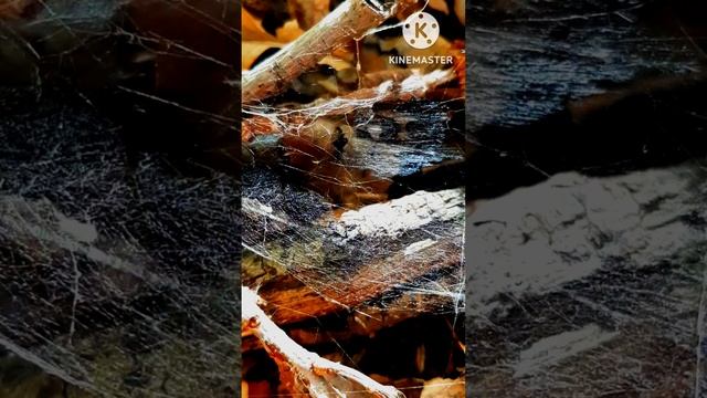 Km_20221030_1080p_30f_20221030_022503.mp4