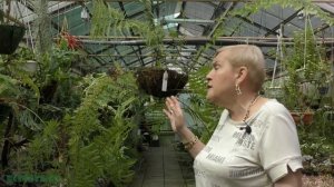 Корневищные папоротники (Гониофлебиум)