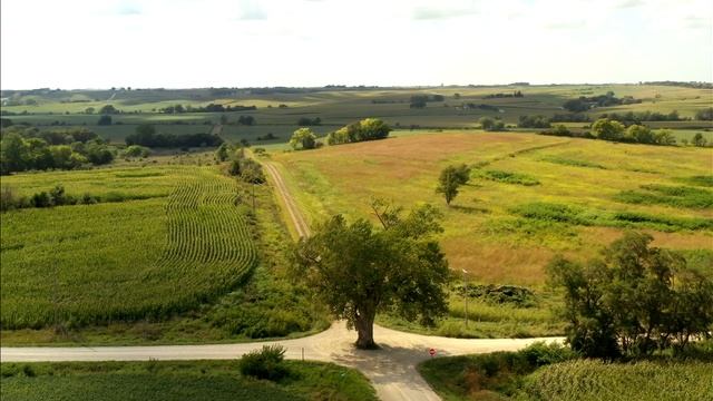 The Tree In The Middle of the Road - Brayton, Ia. смотреть онлайн