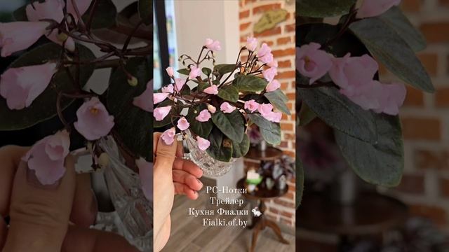 🍒🍒🍒РС-Нотки трейлер. Нежнейший сорт. Очень хорош. Видео грузим. Любуйтесь и оценивайте. Спасибо смотреть онлайн