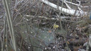 Проверка капканов на бобра.