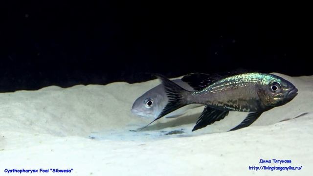 Cyathopharynx Foai Sibwesa Spawing