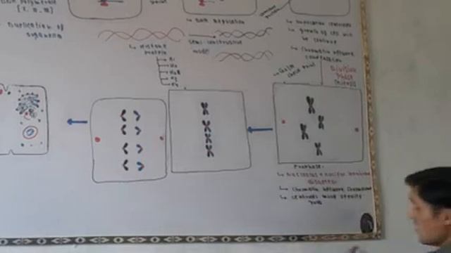 Cell cycle Interphase and Mitosis part-2 смотреть онлайн
