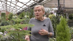 Хвойные растения в доме (Араукария,Кипарис)