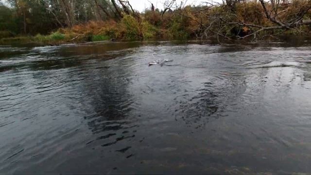 Евронимфинг ( Euronymphing). Ипытания новой нимфовой удочки от Kola Salmon. Первый день. смотреть онлайн