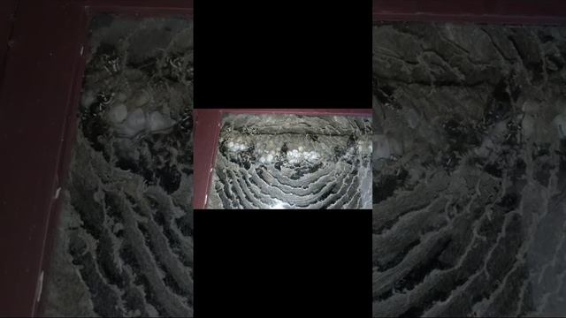 Hornets build a nest on my window. смотреть онлайн