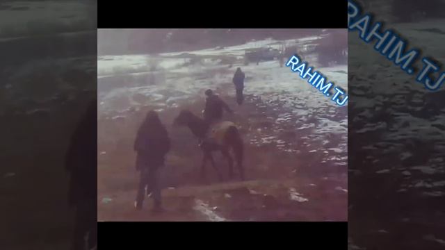 Бузкаши аз хазина д.САБЗИХАРФ смотреть онлайн