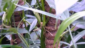 Филодендроны. (часть 1)