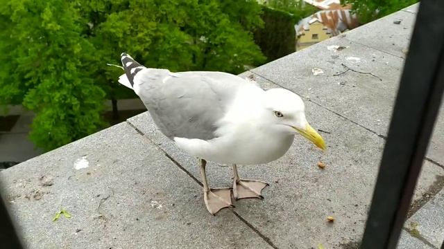 Чайка смотреть онлайн