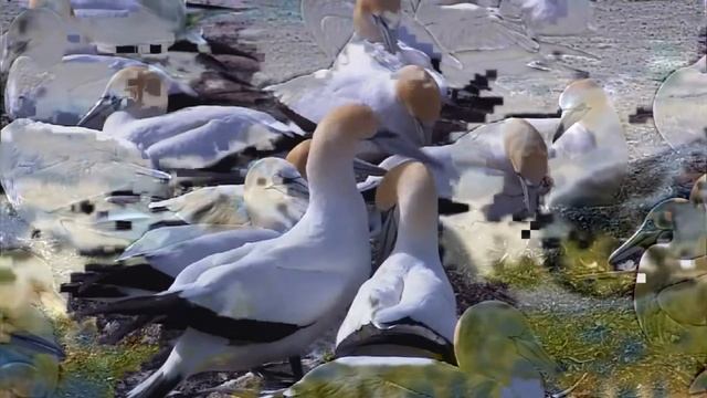 Wildlife Windows 7 Datamosh