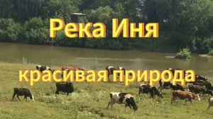 Река Иня  красивая природа. Тогучинский район Новосибирская область. Природа Новосибирской области.