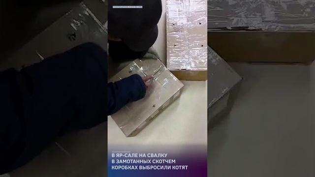 В Яр-Сале на свалку в замотанных скотчем коробках выбросили котят смотреть онлайн