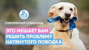 Эти ОШИБКИ мешают вам решить проблему натянутого поводка❌ Что делать, если СОБАКА ТЯНЕТ ПОВОДОК?🐕