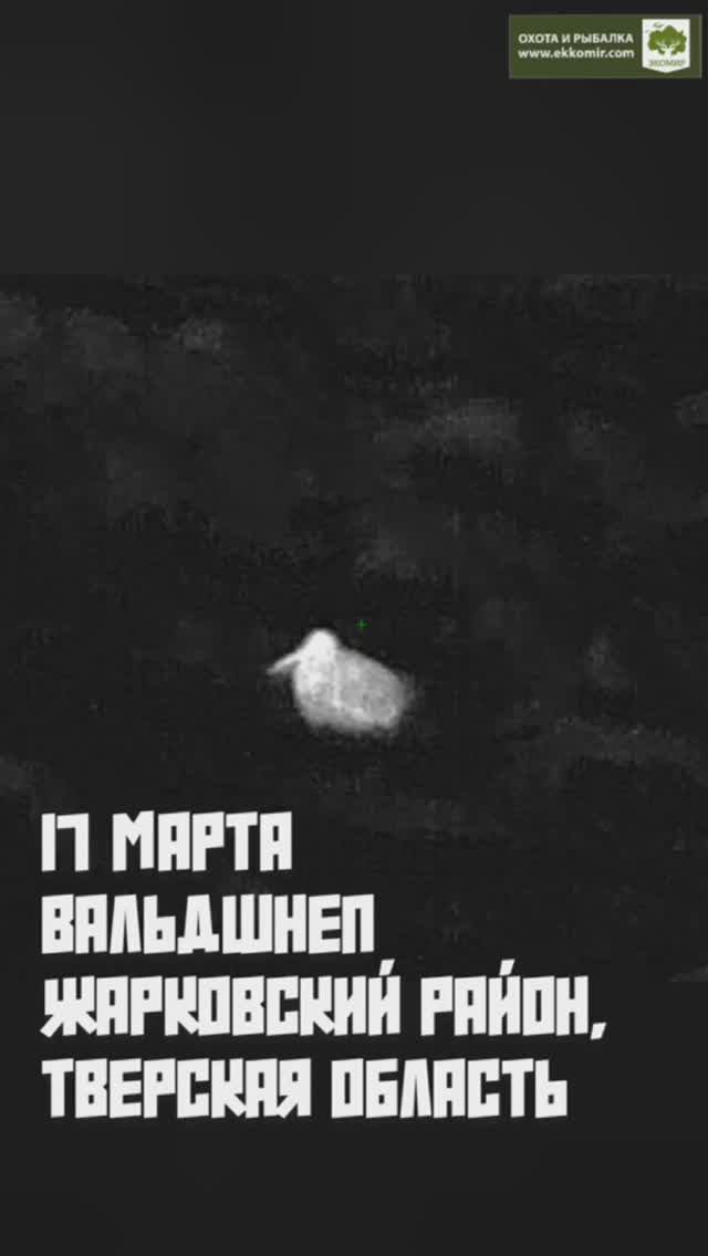 Вальдшнеп прилетел смотреть онлайн