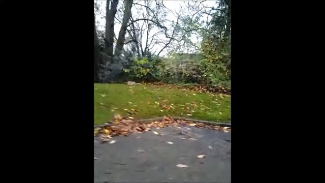 Новата интернет сензция - ЛИСКО смотреть онлайн