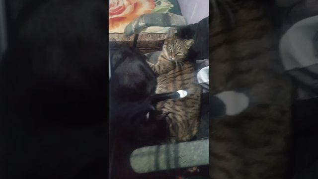 Сонные кошки смотреть онлайн