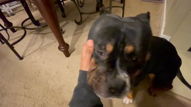 HOW I GET RID OF HIVES ON MY DOGS (BIG BOY KENNELS) смотреть онлайн